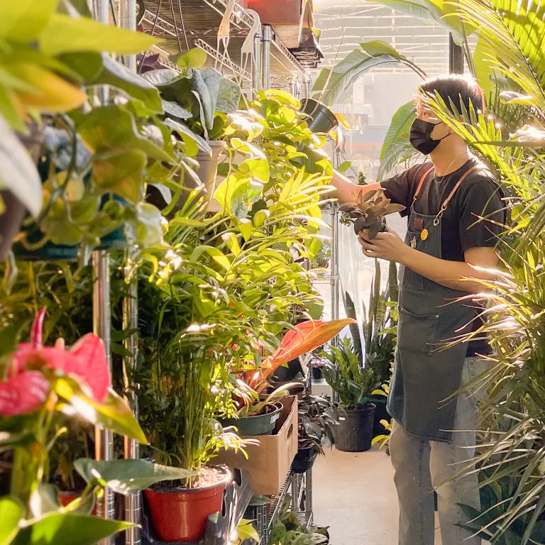 Ein Mitarbeiter im Einzelhandel kümmert sich um verschiedene Pflanzen auf der Ladenfläche von JOMO, die mit einer großen Auswahl an Pflanzen im üppigen Grün bestückt ist.