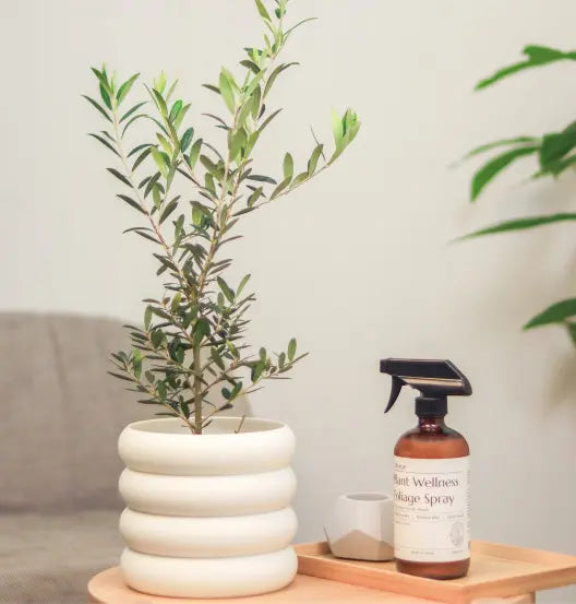 モダンな花瓶に生けたオリーブの苗木と、ニームオイルを配合したJOMOの人気商品の観葉植物用スプレー。