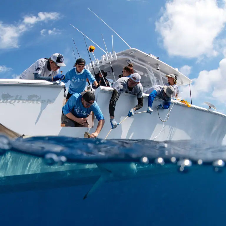 Un’imbarcazione con a bordo il team di Fahlo che soccorre uno squalo.