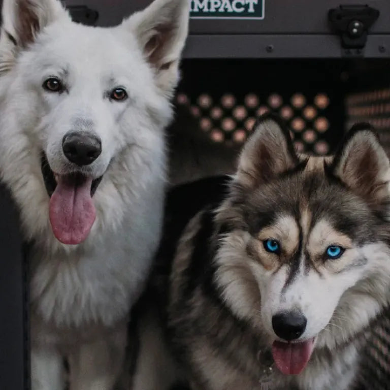 Kaksi koiraa kurkistaa auki olevasta Impact Dog Crates -koiranhäkistä