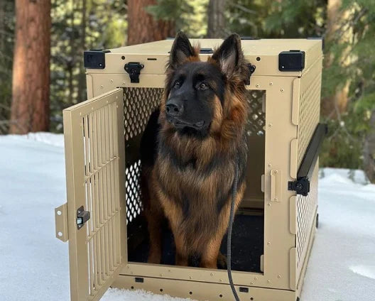 Cachorro olhando de dentro de uma Impact Dog Crate