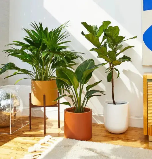 Tre store planter i en bolig med naturlig belysning