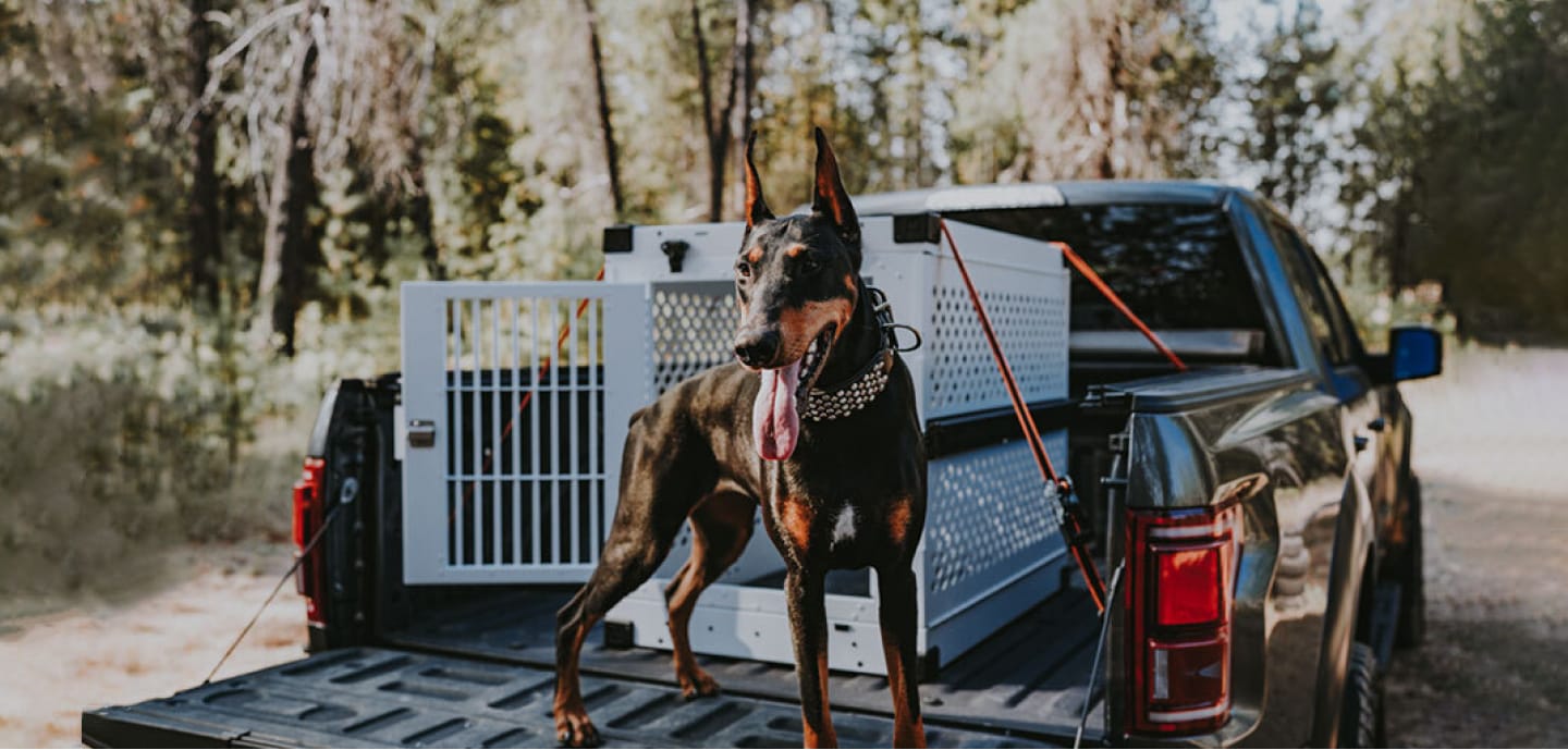 Perro sentándose con una jaula Impact Dog en la caja de una camioneta al aire libre.